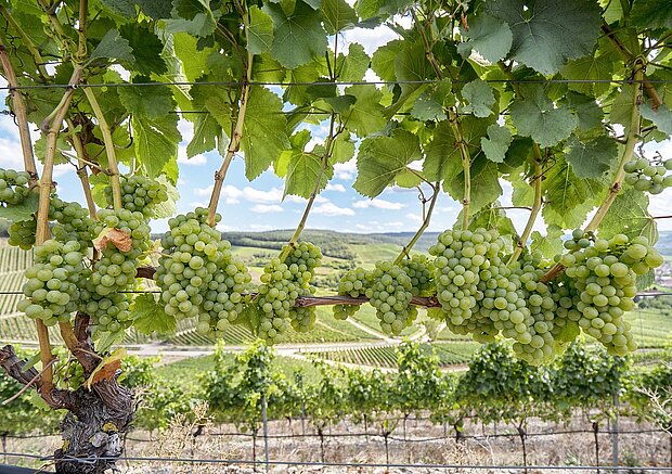 Vineyard landscapes around Würzburg.